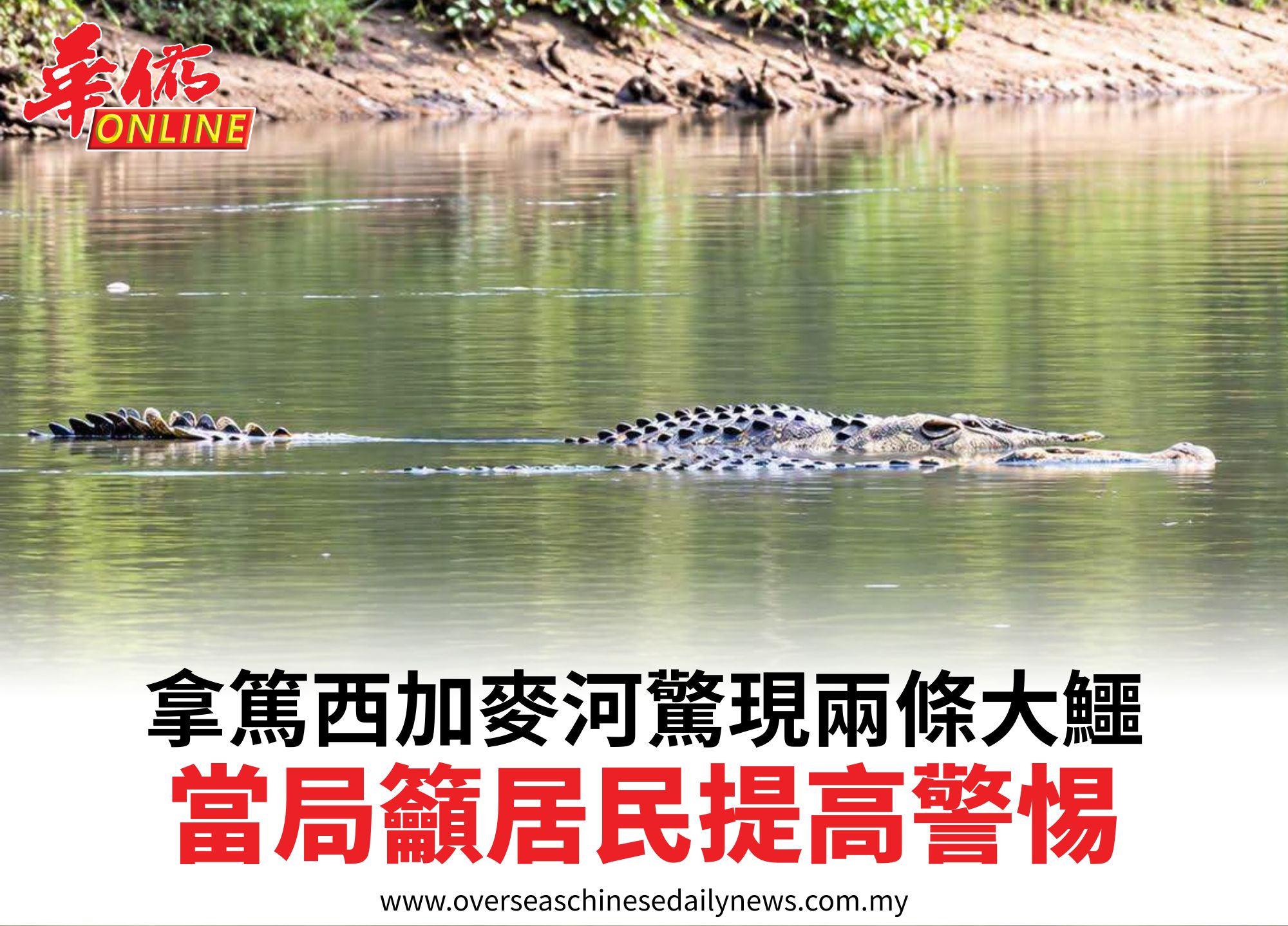 拿篤西加麥河驚現兩條大鱷當局籲居民提高警惕