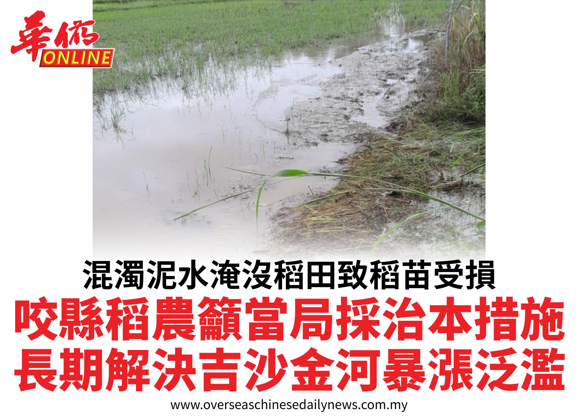 混濁泥水淹沒稻田致稻苗受損咬縣稻農籲當局採治本措施長期解決吉沙金河暴漲泛濫