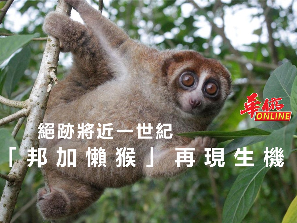 絕跡將近一世紀 「邦加懶猴」再現生機
